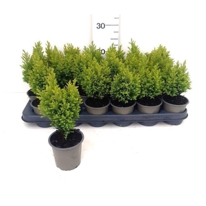 CHAM L ELLWOODS GOLD