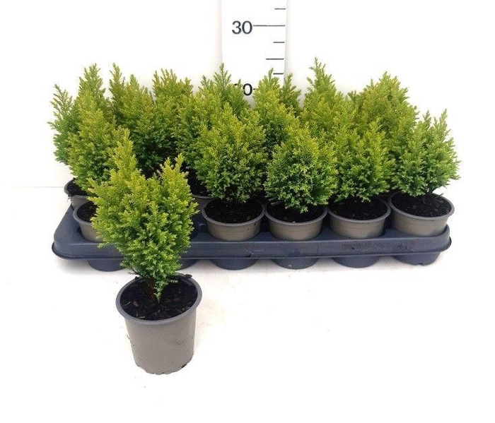 <h4>CHAM L ELLWOODS GOLD</h4>