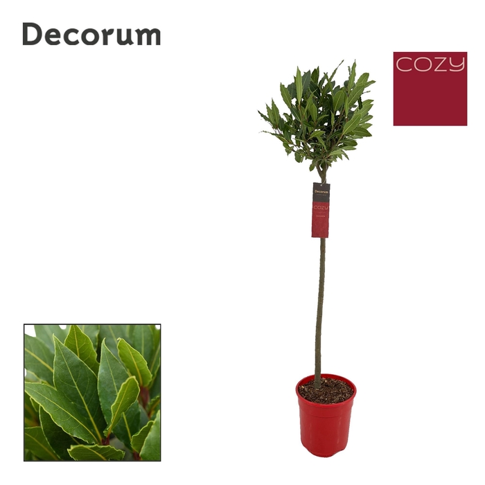 <h4>Laurus nobilis Bol op stam</h4>