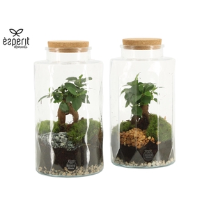 90871: Terrarium Pencil&waffle D14 / H25