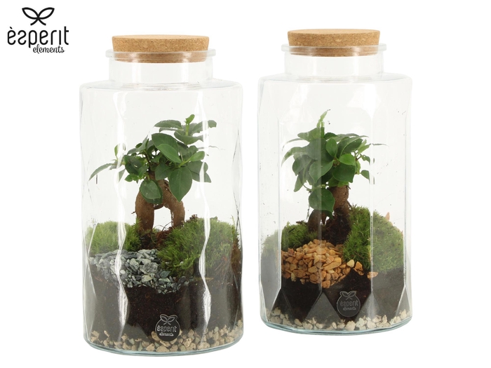 <h4>90871: Terrarium arrangement</h4>
