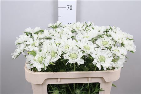 <h4>Scabiosa columb. 'Annabelle'</h4>