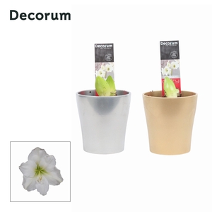 Amaryllis Wit 2 Knop Amy KERST (Decorum)