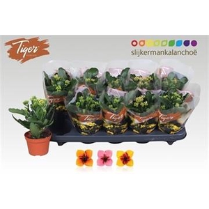 KAL EN TIGER GEM