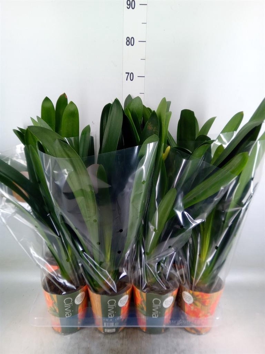 <h4>Clivia miniata</h4>