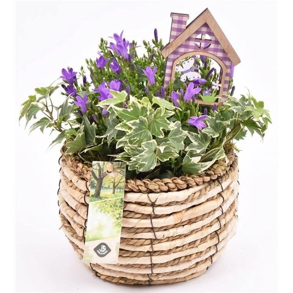 <h4>Mais mand 16cm</h4>