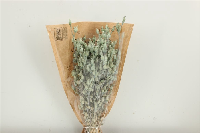 <h4>Dried Silene Light Blue Bunch Slv</h4>