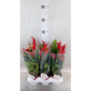 Anthurium  'Banderola Roja'