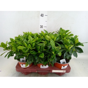 Gardenia jasminoides