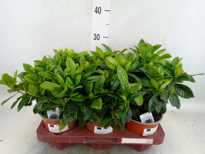 <h4>Gardenia jasminoides</h4>