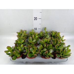 Crassula ovata 'Sunset'