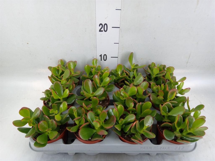 <h4>Crassula ovata 'Sunset'</h4>