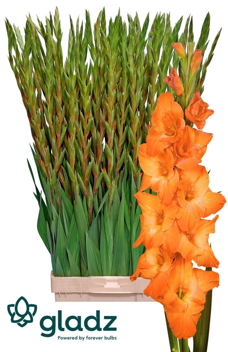 <h4>GLAD GR LIVE OAK</h4>