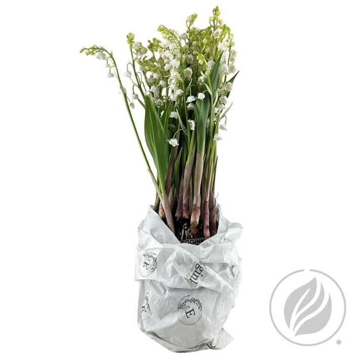 <h4>Convallaria Majalis</h4>