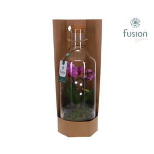 Green Bottle Fles Medium met Phalaenopsis