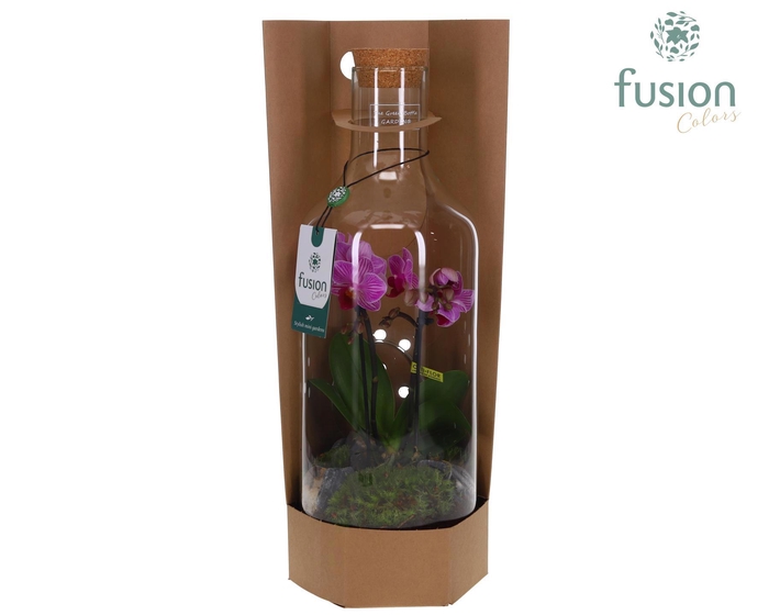 <h4>Green Bottle Fles Medium met Phalaenopsis</h4>