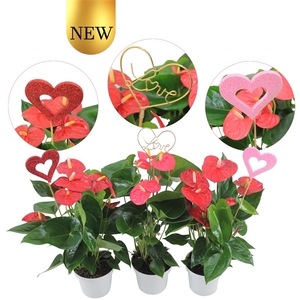 Anthurium Flamingomix 14cm met hartjesstekers