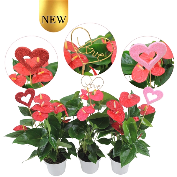 <h4>Anthurium Flamingomix 14cm met hartjesstekers</h4>