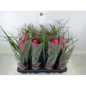 Tillandsia cyanea 'Anita'