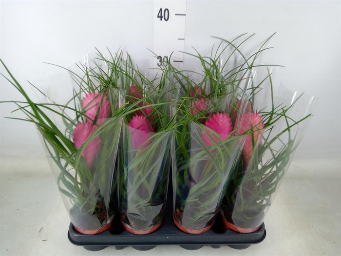 <h4>Tillandsia cyanea 'Anita'</h4>