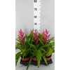Tillandsia