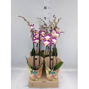 Phalaenopsis   ...lilac