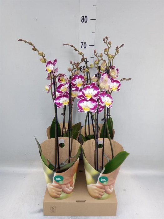 <h4>Phalaenopsis   ...lilac</h4>