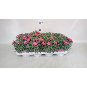 Dianthus car. 'Peman'