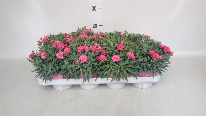<h4>Dianthus car. 'Peman'</h4>