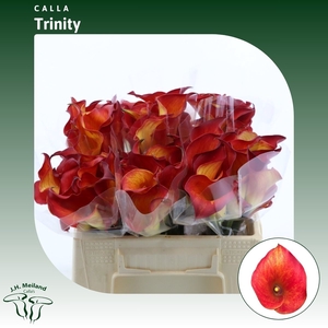 Calla Trinity