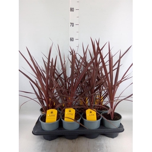 Cordyline austr. 'Red Star'