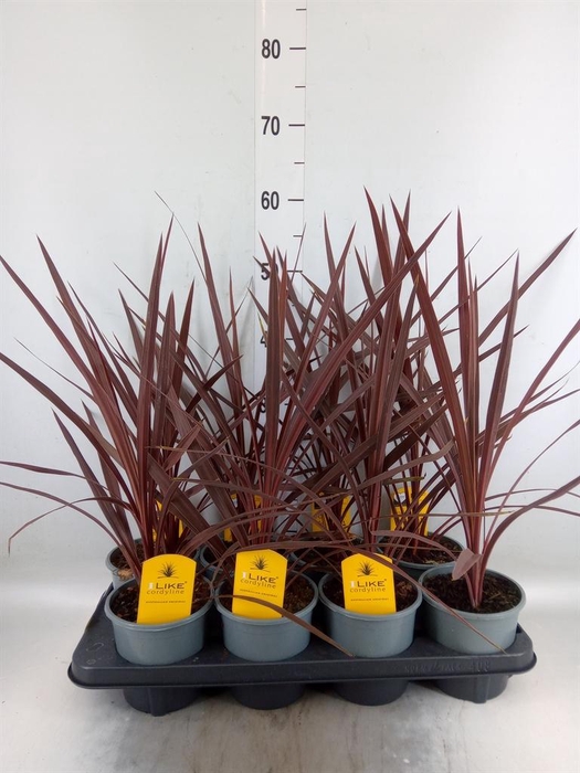<h4>Cordyline austr. 'Red Star'</h4>