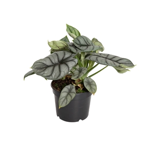 ALOCASIA SILVER DRAGON P15