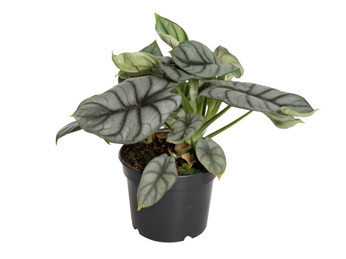 <h4>ALOCASIA SILVER DRAGON P15</h4>