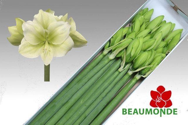 <h4>HIPP GA CHALLENGER</h4>