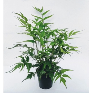 Cyrtomium falcatum
