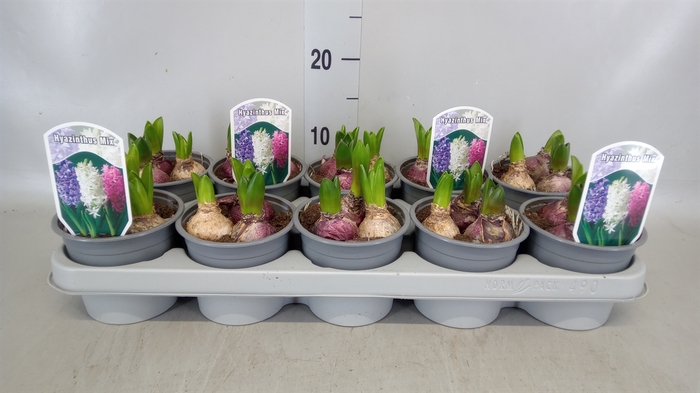 <h4>Hyacinthus orie.   ...mix 3</h4>