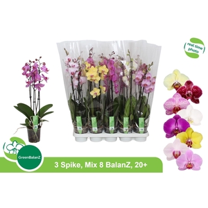 PHAL GEM 8 KL