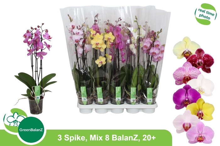 <h4>PHAL GEM 8 KL</h4>