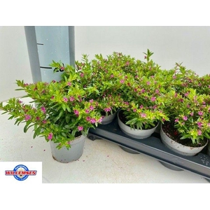 CUPH HYSSOPIFOLIA