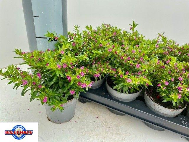 <h4>CUPH HYSSOPIFOLIA</h4>