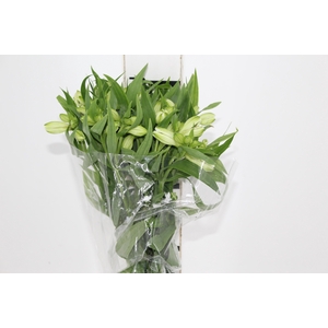 ALST. WHITNEY 070 CM