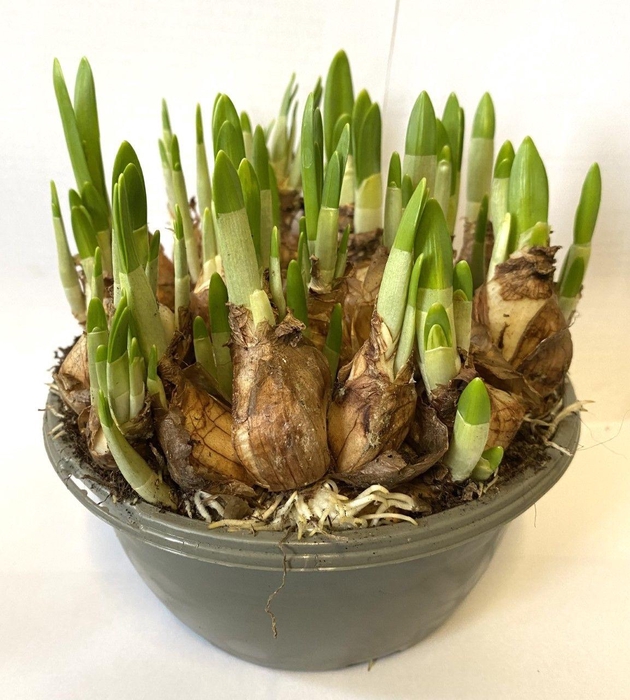 <h4>Narcissus Tete Tete</h4>