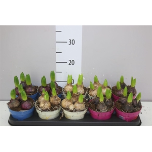 Hyacinthus Gemengd 3pp Ton Sur Ton