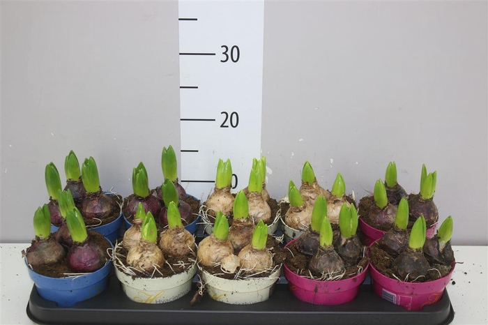 <h4>Hyacinthus Gemengd 3pp Ton Sur Ton</h4>