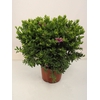 Polygala bibi pink