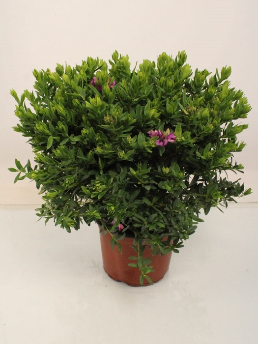 Polygala bibi pink