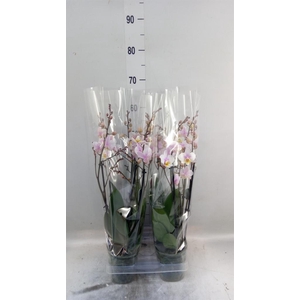 Phalaenopsis multi. 'Ant San Jose'