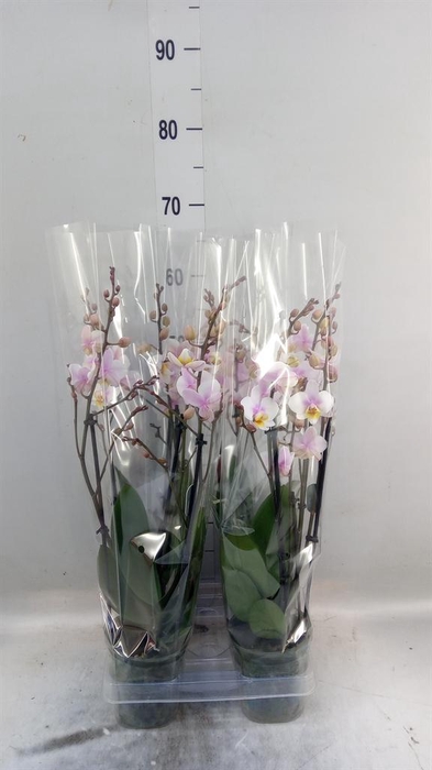 <h4>Phalaenopsis multi. 'Ant San Jose'</h4>