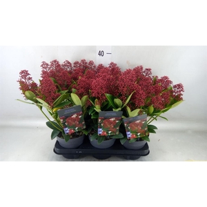 Skimmia jap. 'Rubella'